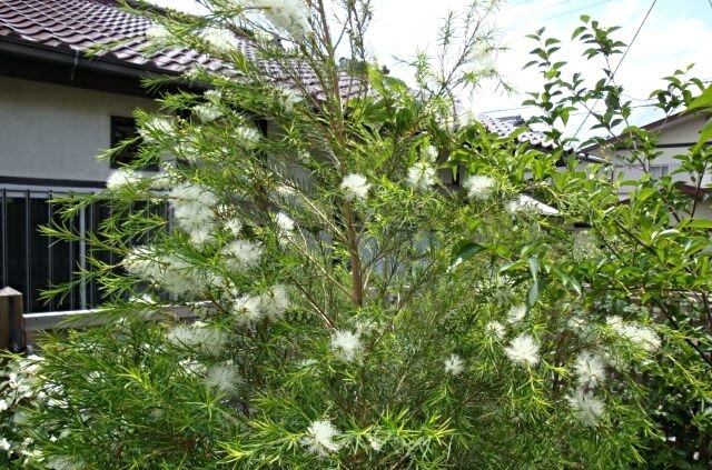 Growing Melaleuca alternifolia in Australia