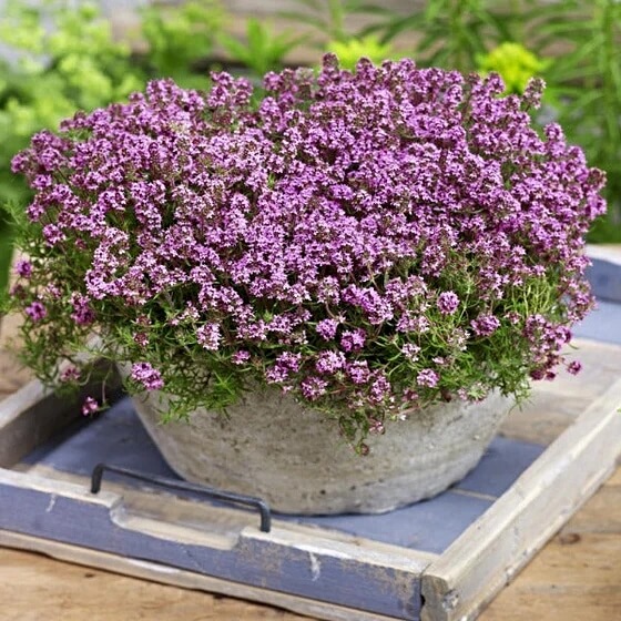 Growing Red Creeping Thyme in a Pot