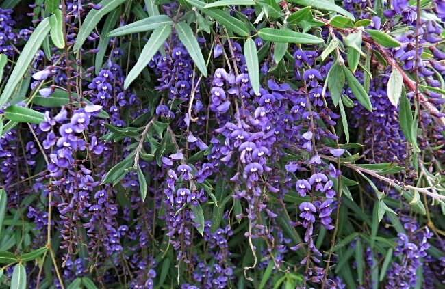 Hardenbergia comptoniana, commonly known as Native Wisteria