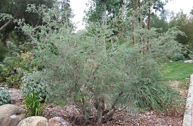 Leptospermum petersonii, commonly known as Lemon-Scented Tea Tree