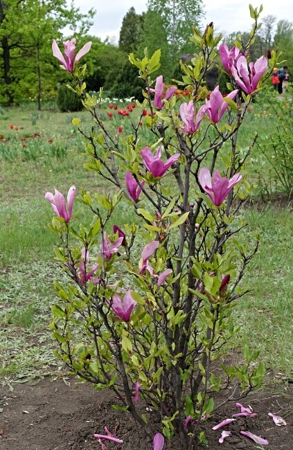 Magnolia liliiflora, commonly known as Mulan Magnolia