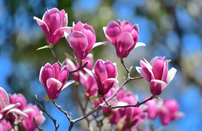Magnolia liliiflora flowers