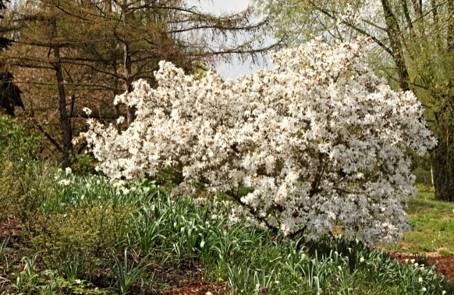 Magnolia stellata, commonly known as Star Magnolia