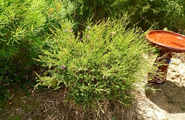 Melaleuca thymifolia, commonly known as Thyme Honey Myrtle