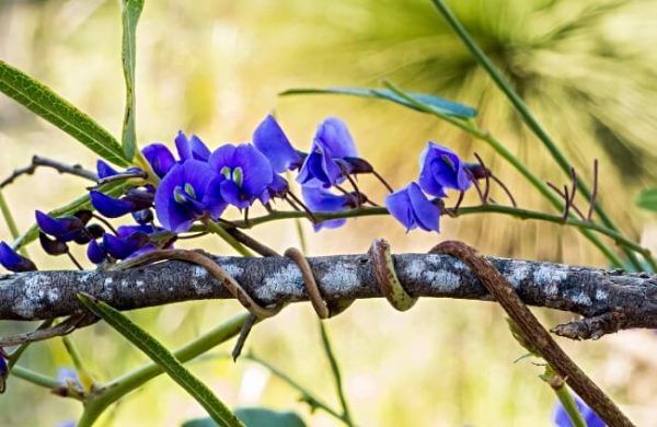 Hardenbergia comptoniana (Native Wisteria) Growing Guide