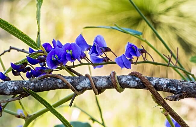 Native wisteria flowers