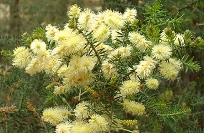 Prickly Moses Flowers