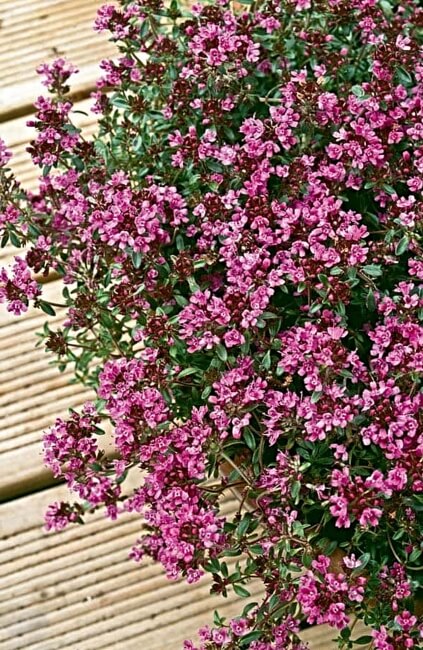 Red Creeping Thyme Flowers