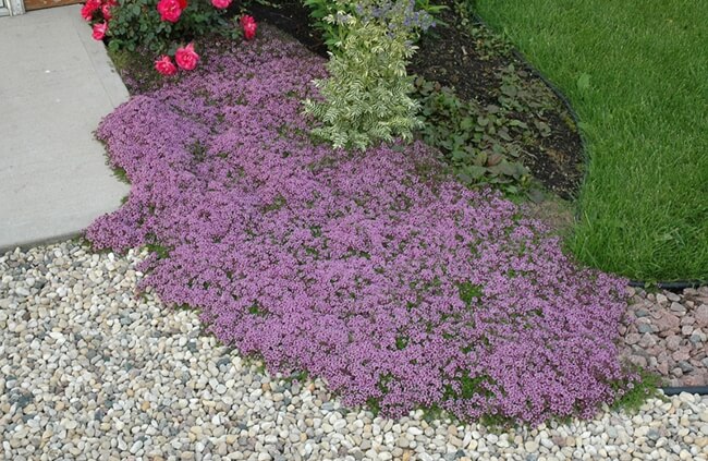Red Creeping Thyme as ground cover