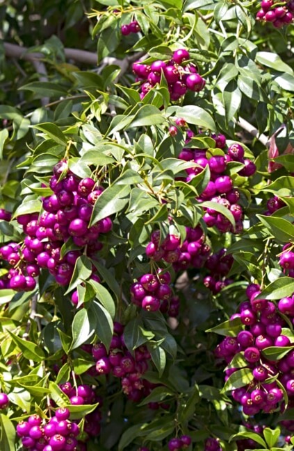 Syzygium oleosum berries