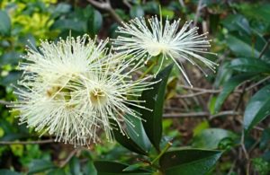 Syzygium oleosum flowers