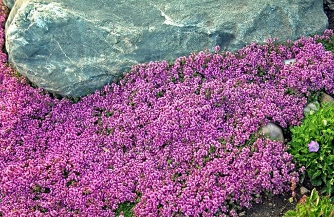Thymus Coccineus Group, commonly known as Red Creeping Thyme
