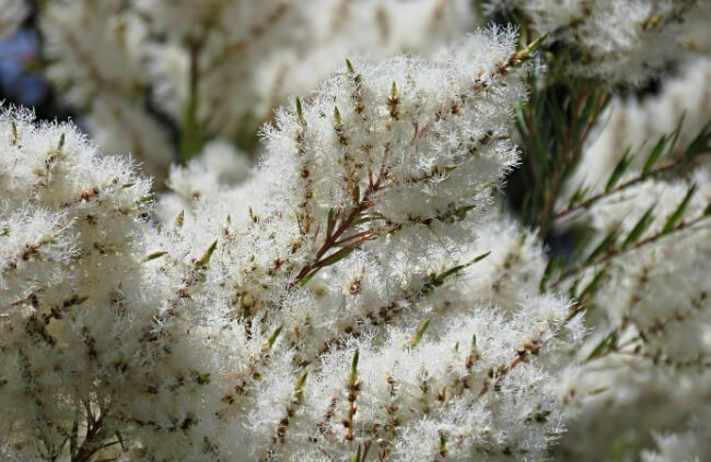 White fluffy foliage of Melaleuca alternifolia