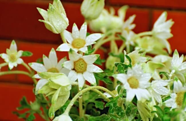 Actinotus helianthi, also known as Flannel Flower