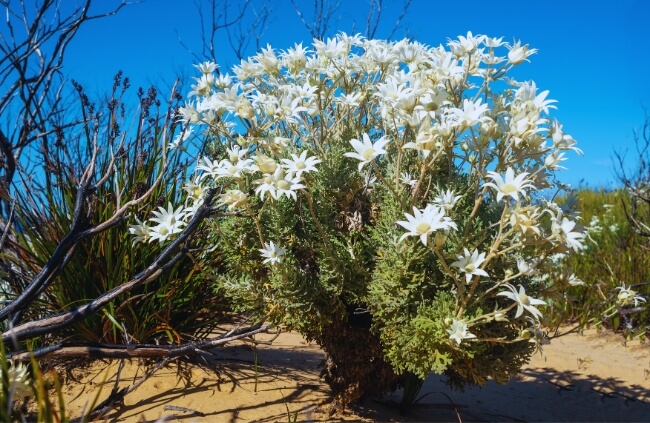 Actinotus helianthi, an australian native wildflower for temperate zones