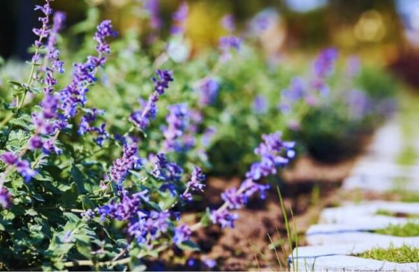 42 Best Ground Cover Plants In Australia Agt 9034