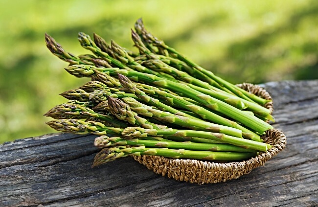 Asparagus, a veetable crop prized for its tender shoots that emerge early in spring
