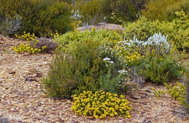 Australian Native Wildflowers