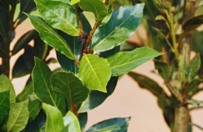 Bay Leaf is a versatile herb commonly used in cooking to add depth and complexity to dishes
