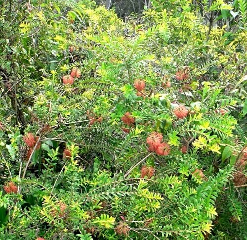 Blooming Melaleuca hypericifolia