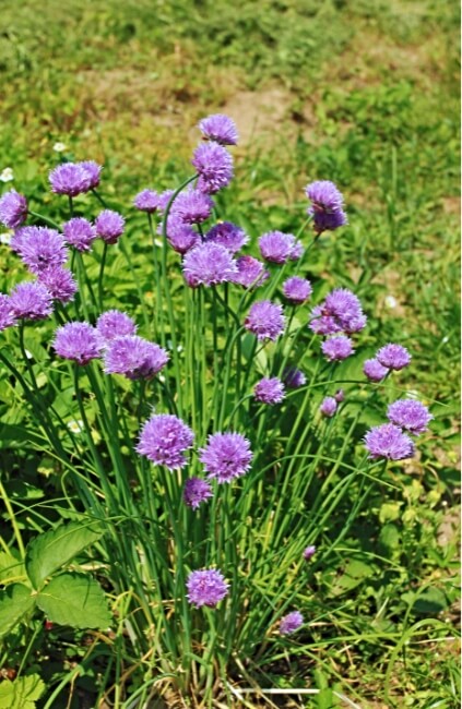 Chives, are perennial herbs that return year after year