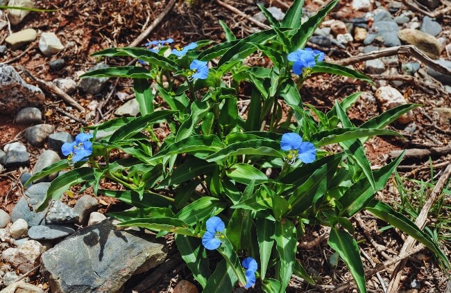 Commelina, a native wildflower perfect for tropical zones