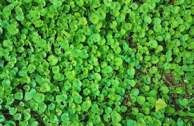 Dichondra repens, one of the easiest lawn alternatives to grow in Australia