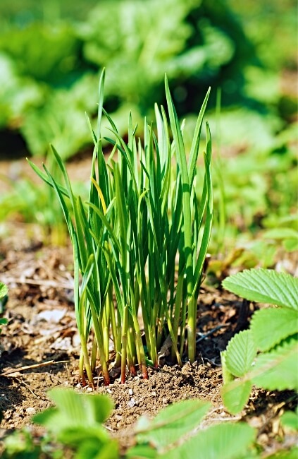 Garlic Chives are aromatic herbs celebrated for their mild garlic flavour and versatility