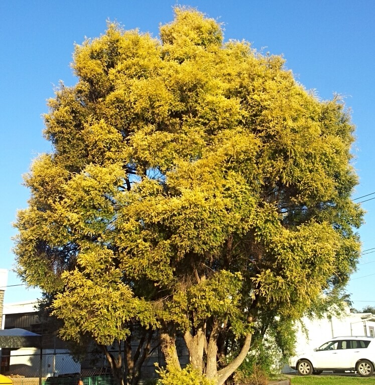 Growing Melaleuca Bracteata ‘Revolution Gold’