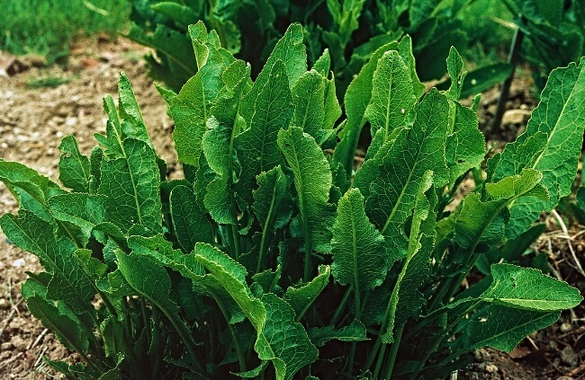 Horseradish is a prized root crop for its ability to add a distinctive kick to dishes