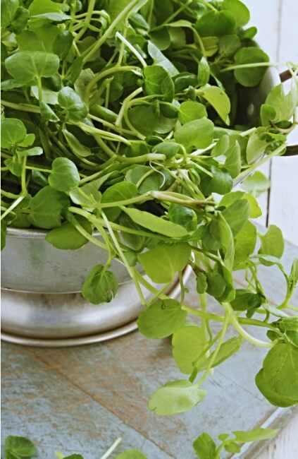 Land Cress, also known as upland cress