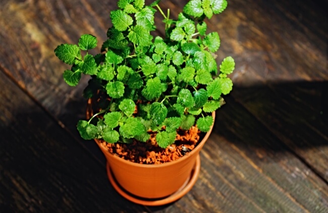 Lemon Balm is a delightful herb with a lemony scent and flavour