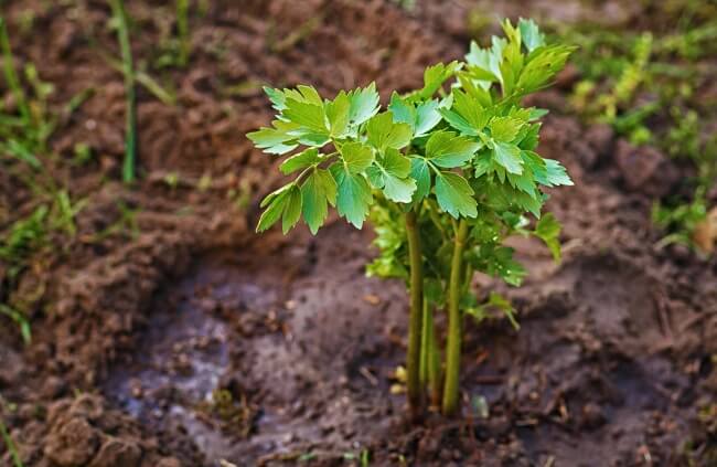 Lovage, a versatile herbaceous plant known for its robust flavour and aromatic leaves