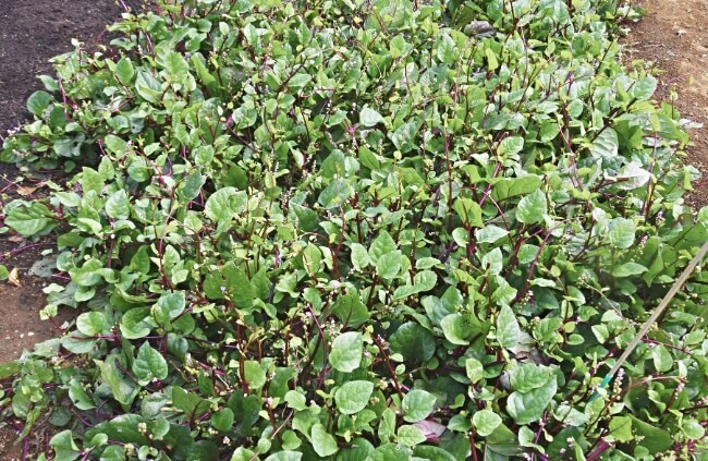 Malabar spinach are perennial, providing a continuous harvest throughout the year