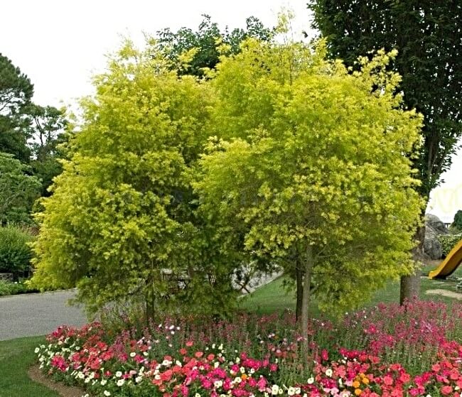 Growing Melaleuca Bracteata ‘Revolution Gold’