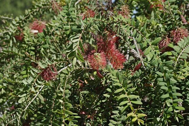 Melaleuca hypericifolia flowers