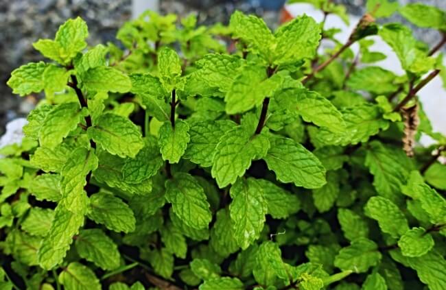 Mint is an excellent herb that easily adjusts to diverse climates