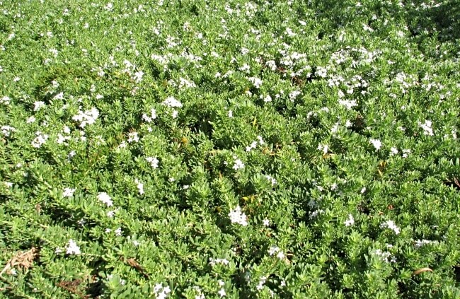 Myoporum parvifolium, a resilient ground cover plant