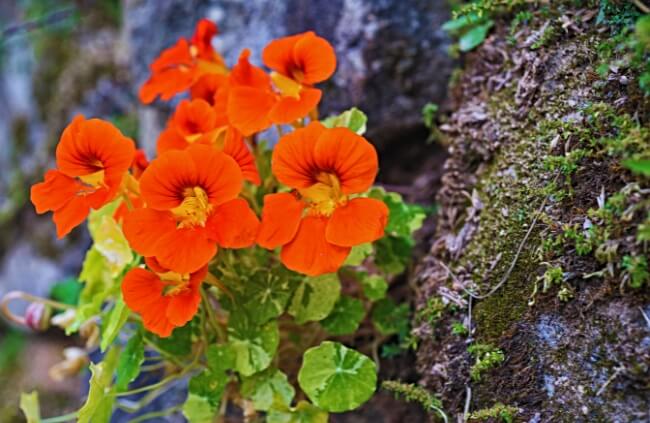 Nasturtiums are favoured by gardeners for their versatility and ornamental value
