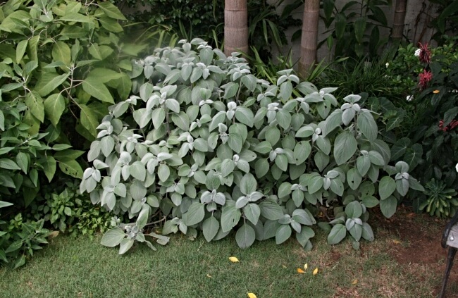 Plectranthus argentatus, also known as Silver Spurflower
