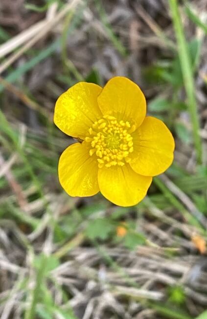 Ranunculus pascuinus or Pressed Hair Buttercup