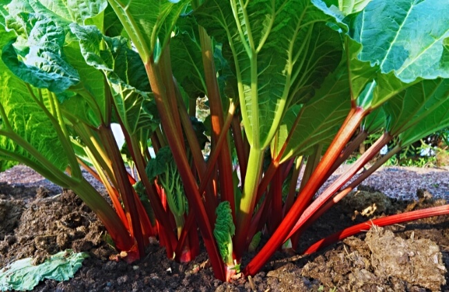 Rhubarb, featuring large leaves and fleshy stalks
