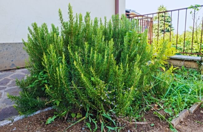Rosemary is a fragrant herb that requires minimal water once established
