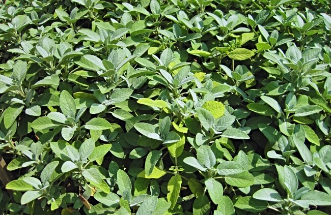 a close-up of sage plant