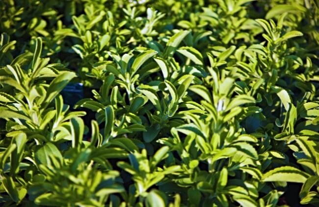 Stevia, a favourite plant once pick forever herb