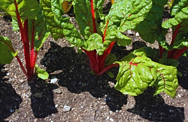 Swiss Chard is a versatile leafy green vegetable known for its vibrant colours and nutritional benefits