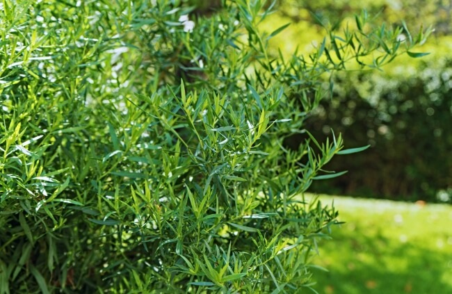 Tarragon, a distinctive herb favoured for its aromatic, anise-like flavour