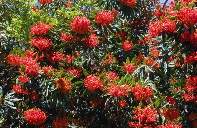Waratah, a wildflower suitable for cool climates