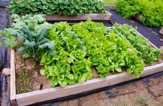 Kale is a leafy green vegetable that belongs to the Brassica oleracea species