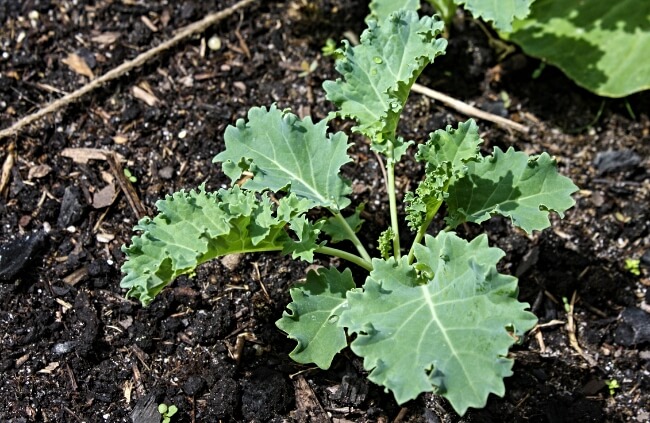 Planting kale